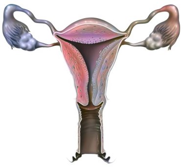 Anterior view of the female genitals: vagina, uterus, fallopian tubes, ovaries.
