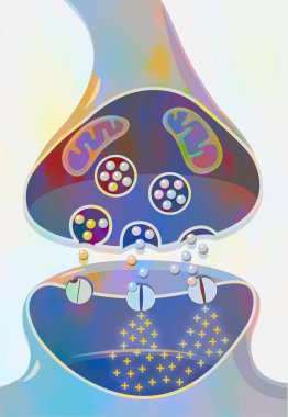 Transmission of nerve impulses in a synapse between two neurons.