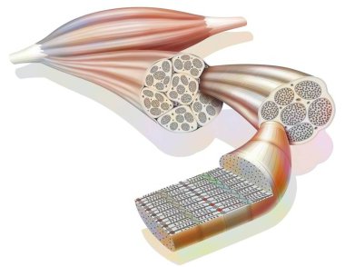 From muscle to muscle fiber: tendon, muscle, muscle fiber. .
