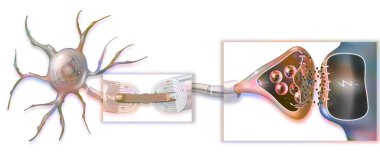 Transmission of nerve impulses with a zoom on the myelin sheath, Ranvier's node and the synapse.