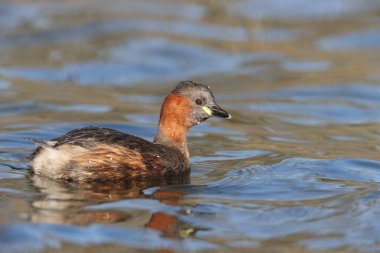 Little Grebe in a park in Paris, Ile de France, France.