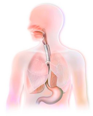 Respiratory (trachea, lungs) and digestive (esophagus, stomach).