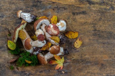 Wild mushrooms: cepes freshly picked on old wooden board