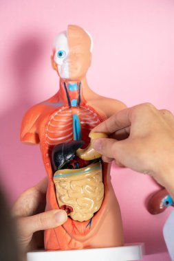 Anatomical mannequin for teaching human organs