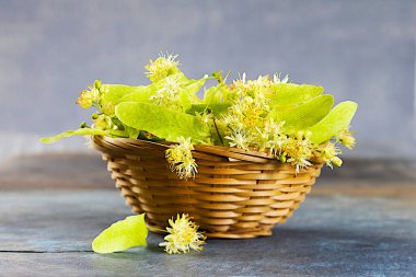 Linden. close-up view