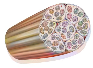 Muscle bundle made up of several largely vascularized muscle fibers.