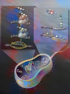 Peptide synthesis in bacteria: synthesis by ribosomal route (left) and other syntheses (right).