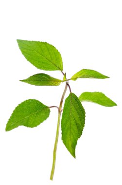 Pineapple sage (salvia elegans) twig on white background cutout.