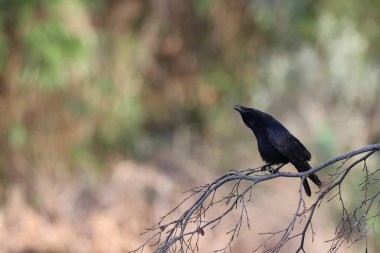 Black crow in a park in Paris, Ile de France, France.
