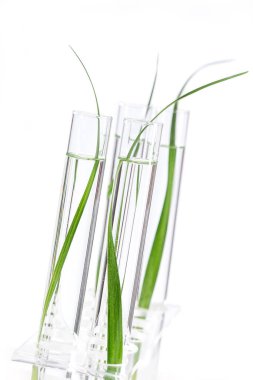 Plants in test tubes.