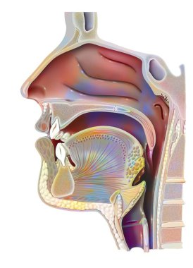 Airways (nasopharynx) revealing the nasal cavity, the pharyngeal wall and the uvula.