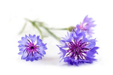 Close up of a Cornflower (Centaurea cyanus) flower isolated on a white background.