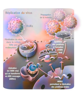 Penetration and replication of the H1N1 virus through a host cell.