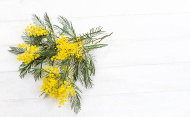 Bouquet mimosa on a white wooden background. top view. copy space