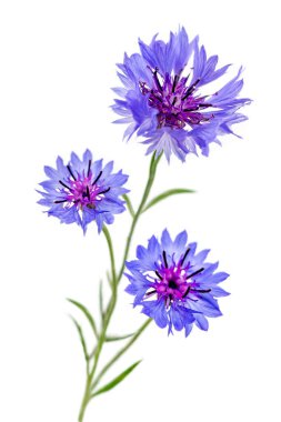 Close up of a Cornflower (Centaurea cyanus) flower stem isolated on a white background.