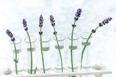 Scientific experiment on flowers lavender in test tubes.