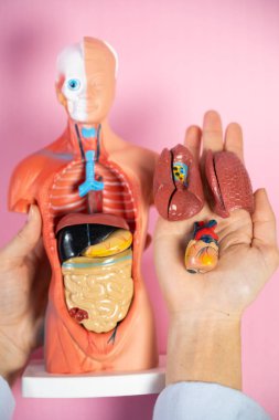 Anatomical mannequin for teaching human organs