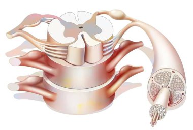 Structure of the spinal cord, and spinal nerves. clipart