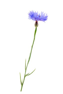 Close up of a Cornflower (Centaurea cyanus) flower stem isolated on a white background.
