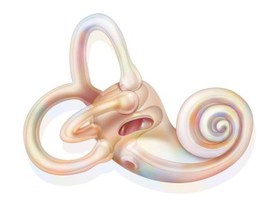 Anatomy of the inner ear showing the macule. .