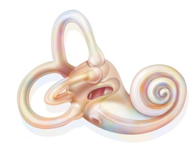 Anatomy of the inner ear showing the macule. . clipart