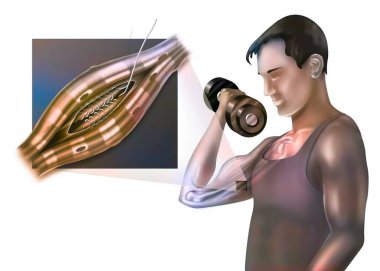 Neuromuscular spindle and proprioception: perception of the position of parts of the body.