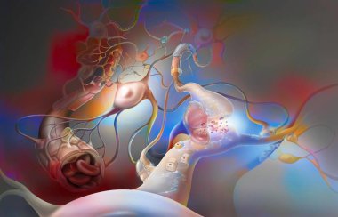 Brain: network of astrocytes (glial cells that support neurons).