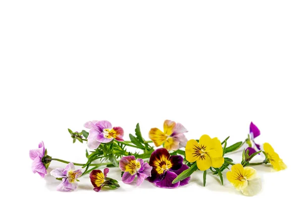 Multicolored Wild Pansy Medicinal Flower Isolated Sidewall Background — Stockfoto