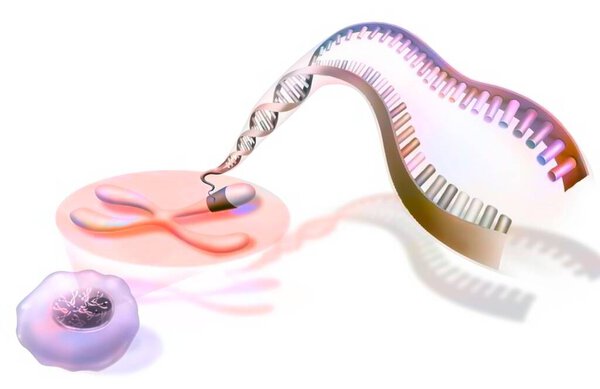 Zoom on the chromosomes of a nucleus showing the DNA helix.