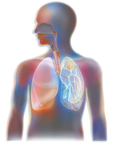 Comparison Regions Body Infected Human Avian Influenza Virus — Foto de Stock