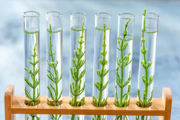 Γτο Δειγματοληψίες Γενετικώς Τροποποιημένων Φυτών Που Αναπτύσσονται Εντός Δοκιμαστικών Σωλήνων — Φωτογραφία Αρχείου