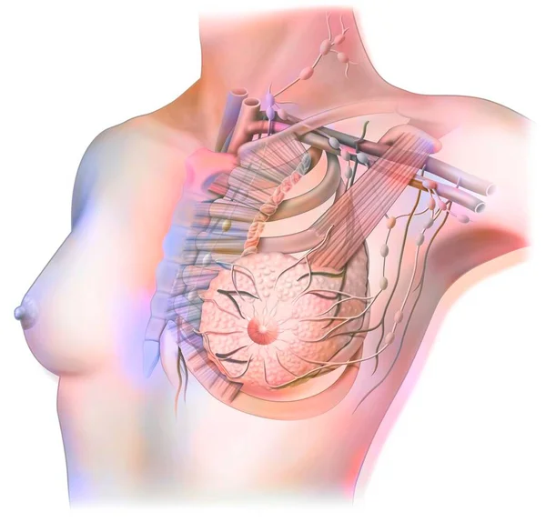 Lymphatic System Breast Lymph Nodes Vessels — Stok fotoğraf