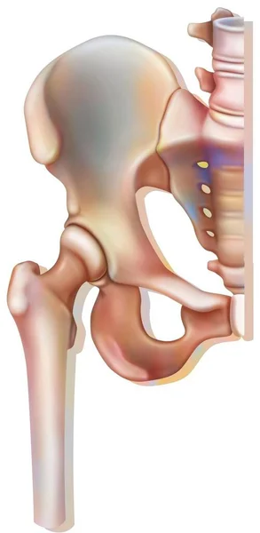 Bone System Hip Joint Coxofemoral — Zdjęcie stockowe