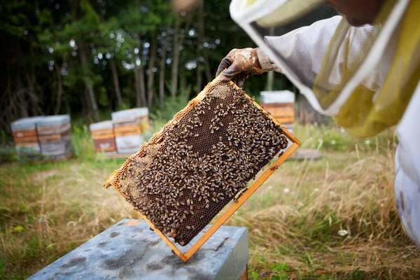 Пчеловод Собирает Мед Собирая Верхние Подносы Улья — стоковое фото