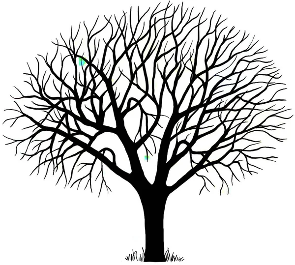 Drawing Hornbeam Tree Isolated White Background — 스톡 사진