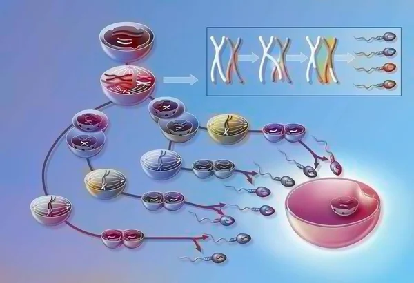 Spermatogenesis Different Stages Sperm Formation — Zdjęcie stockowe
