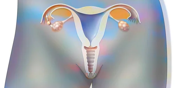 Anatomy Female Reproductive System Ovulation — Foto Stock