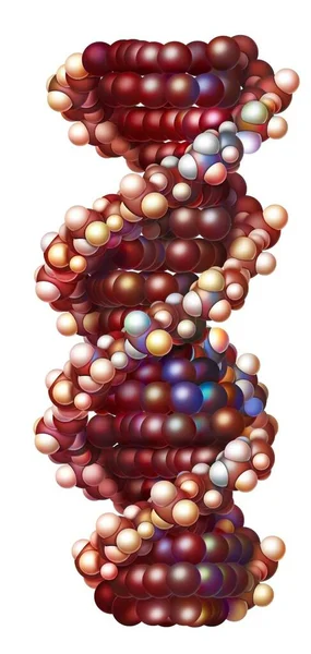 Rna Molecular Organization Made Ribonucleotides Adenine Cytosine Guanine Uracil — ストック写真