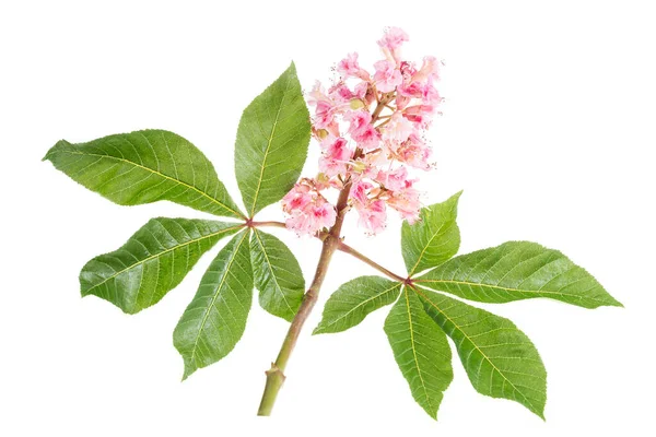 Fleurs Roses Châtaignier Inde Gros Plan Sur Blanc — Photo