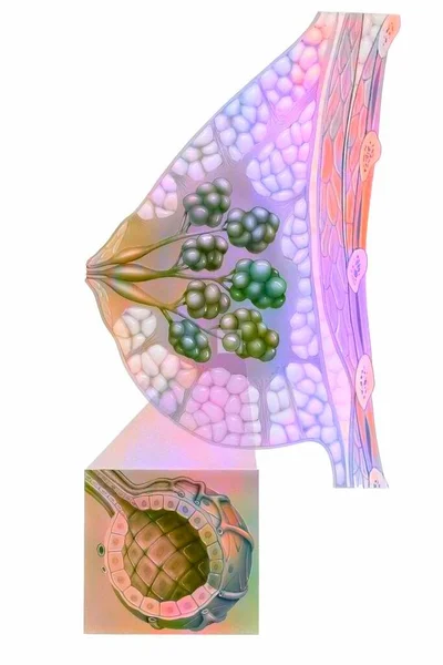 Sagittal Section Breast Breast Fat Close Lobule — ストック写真