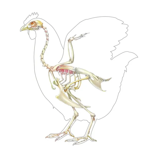 Anatomy Hen Its Bone System — Stock Photo, Image