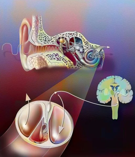 Anatomy of the ear with zoom of the organ of hearing.