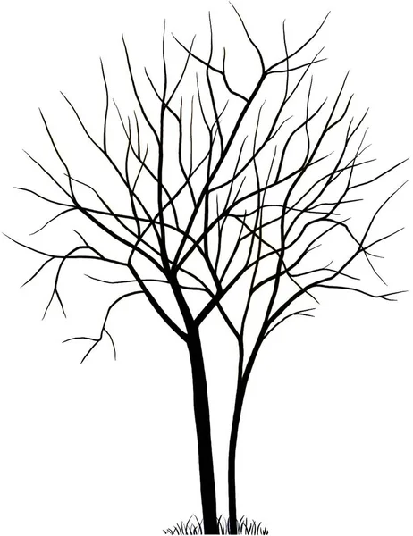 Drawing Elderberry Tree Isolated White Background —  Fotos de Stock