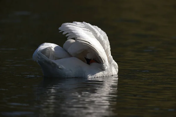 Mute Swan Park Paris Ile France France —  Fotos de Stock