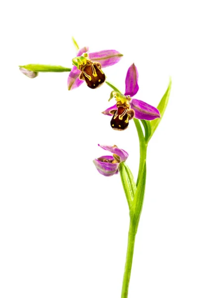 Orchid Sprig White Background — Stockfoto