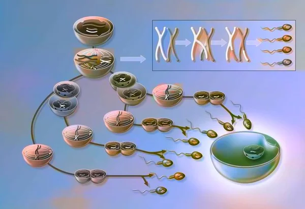 Spermatogenesis Different Stages Sperm Formation —  Fotos de Stock
