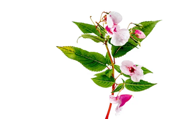 Branch Glandular Impatiens Impatiens Glandulfera Hard Flowering Plant Cutout White — Stockfoto