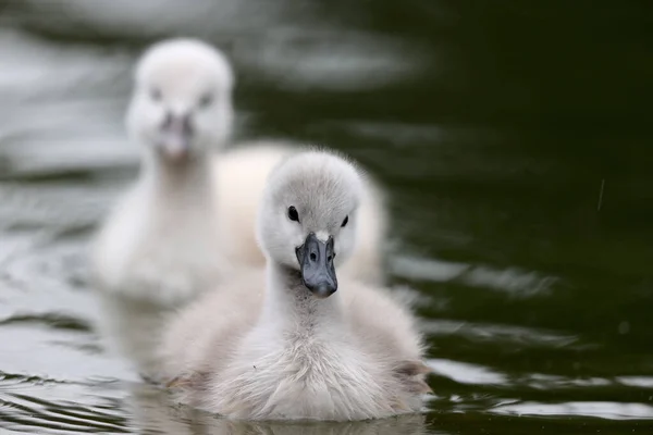 Mute Swan Park Paris Ile France France — 图库照片