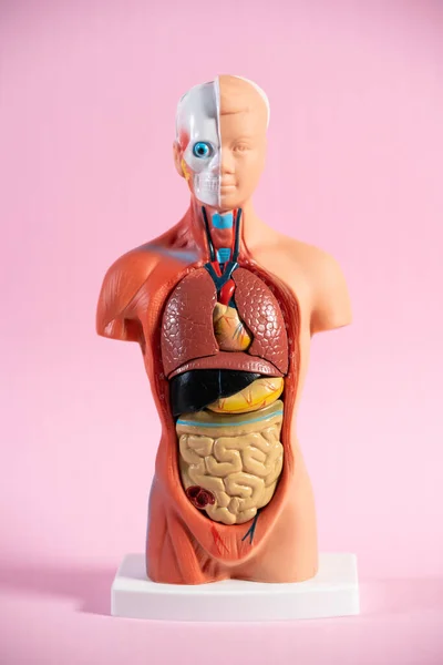 Анатомический Манекен Обучения Человеческих Органов — стоковое фото