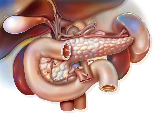 Human Digestive System Anatomy Duodeno Hepato Pancreatic Block — Stock fotografie